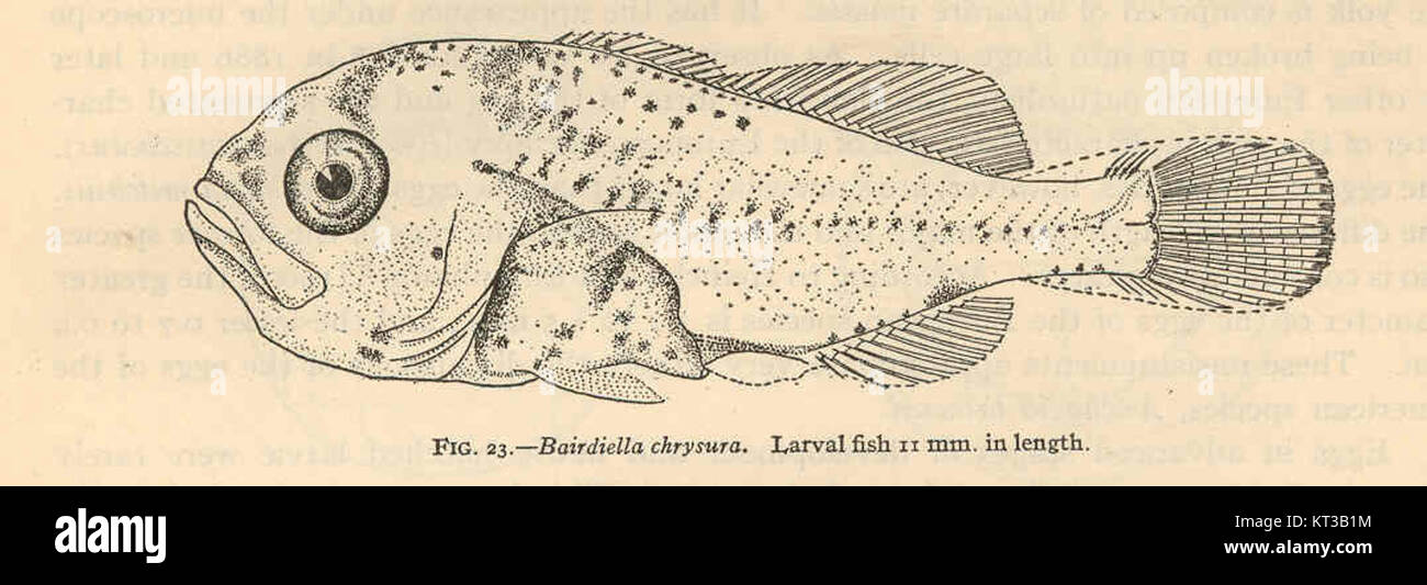 40023 Bairdiella chrysura pesce larvale 11 mm di lunghezza Foto Stock
