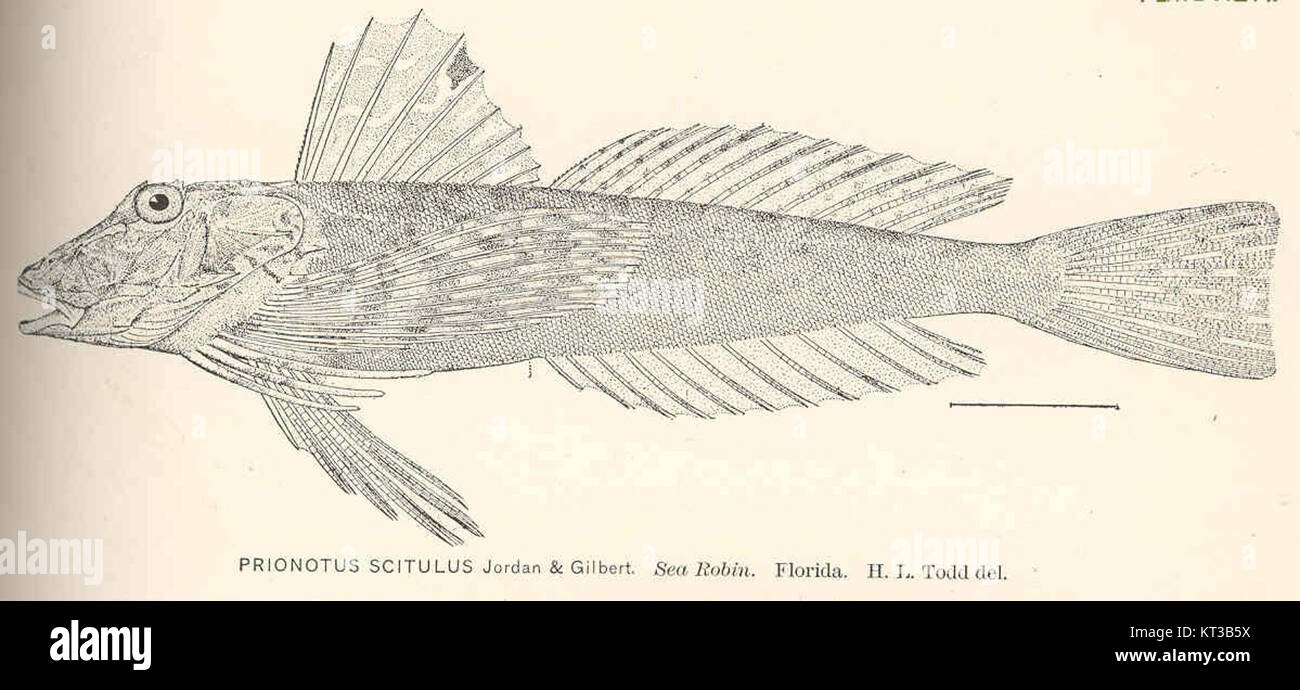 Il Prionotus scitulus, noto anche come Robin del Golfo, è una specie di pesci che si trova nelle acque della Florida. È riconosciuto per il suo aspetto distintivo e il suo habitat nel Golfo del Messico. Foto Stock Il Prionotus scitulus, noto anche come Robin del Golfo, è una specie di pesci che si trova nelle acque della Florida. È riconosciuto per il suo aspetto distintivo e il suo habitat nel Golfo del Messico. Foto Stock