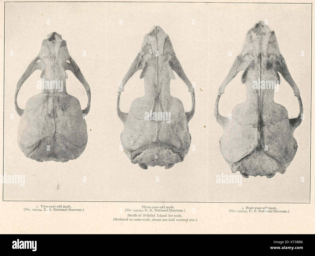 Questo studio esamina i crani di otarie orsine dall'isola di Pribilof, compresi esemplari di maschi di due anni, tre anni e quattro anni. Lo studio fa parte di una più ampia ricerca sulle popolazioni di foche e sui loro modelli di crescita. Foto Stock