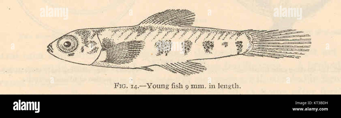 40324 Cyprinodon variegatus - pesci giovani 9 mm in lunghezza Foto Stock