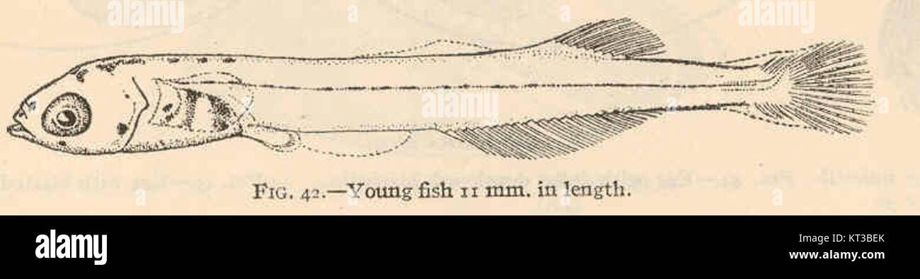 40350 Kirtlandia vagrans - pesci giovani 11 mm di lunghezza Foto Stock