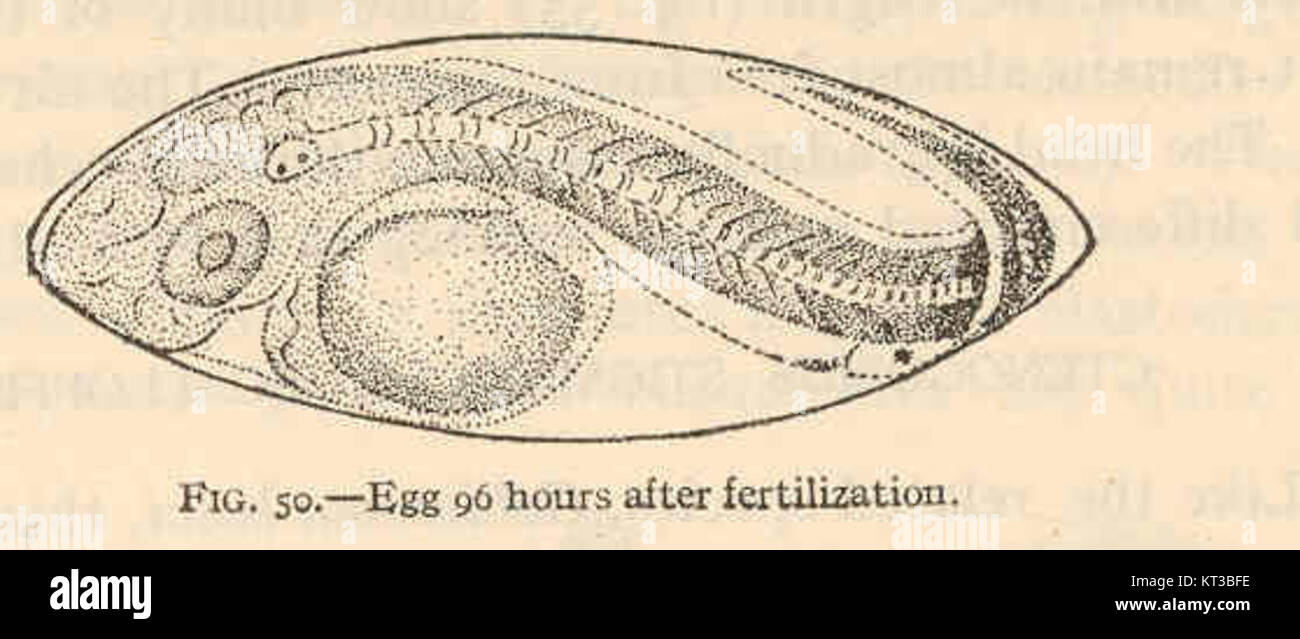 Questa immagine mostra lo sviluppo di Gobiosoma bosci, una specie di pesce, 96 ore dopo la fecondazione. Le uova di questa specie subiscono notevoli cambiamenti durante l'incubazione, segnando le prime fasi di sviluppo della specie. Gobiosoma bosci è nativo delle coste atlantiche del Nord America. Foto Stock