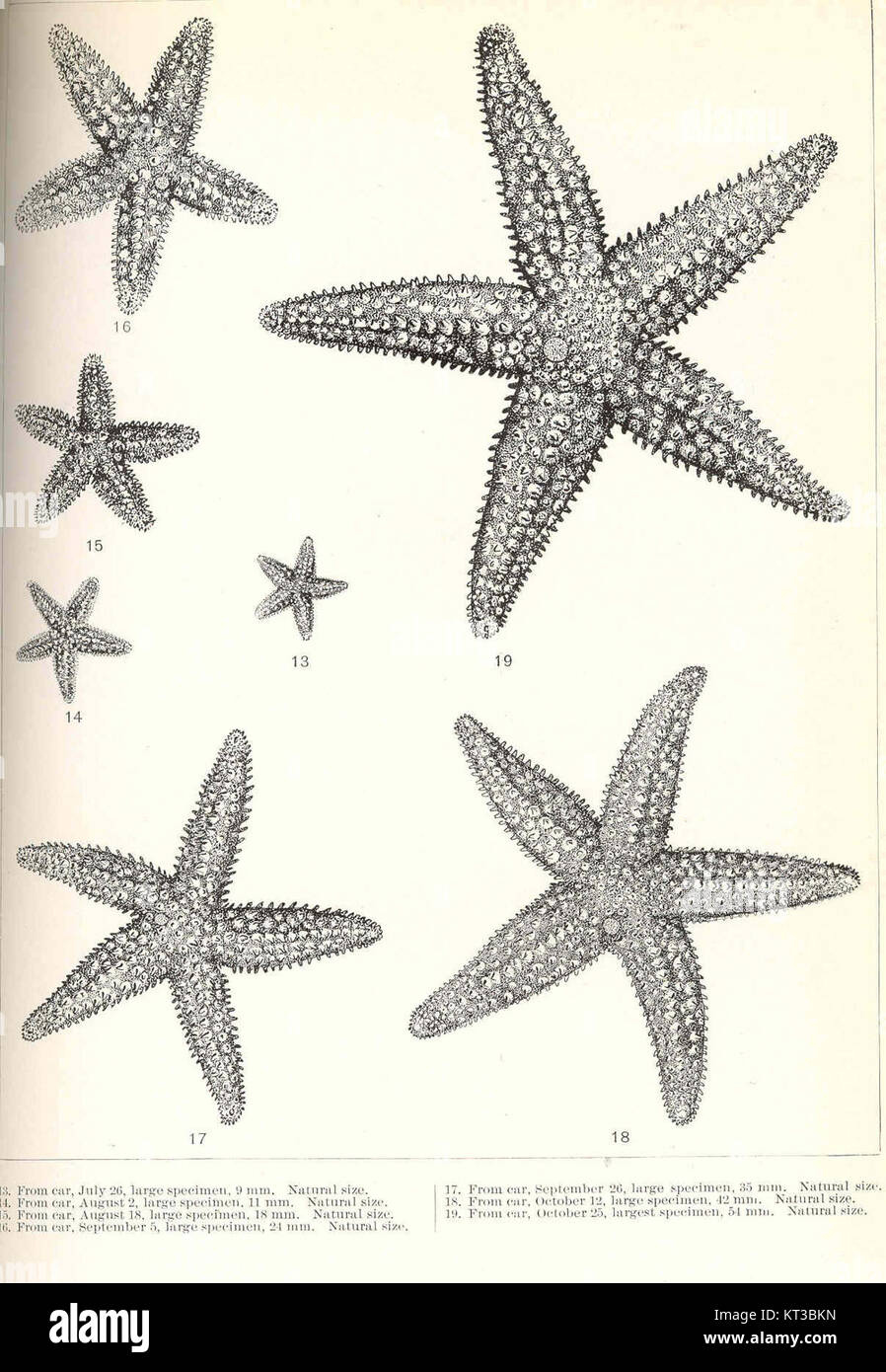Questo record riporta i campioni di stelle marine raccolti in date diverse, con dimensioni comprese tra 9 mm e 11 mm. I campioni sono stati osservati e raccolti da un'auto il 26 luglio, il 2 agosto e il 18 agosto. Le misurazioni forniscono informazioni dettagliate sulla loro crescita e variazione di dimensione durante il periodo di campionamento. Foto Stock