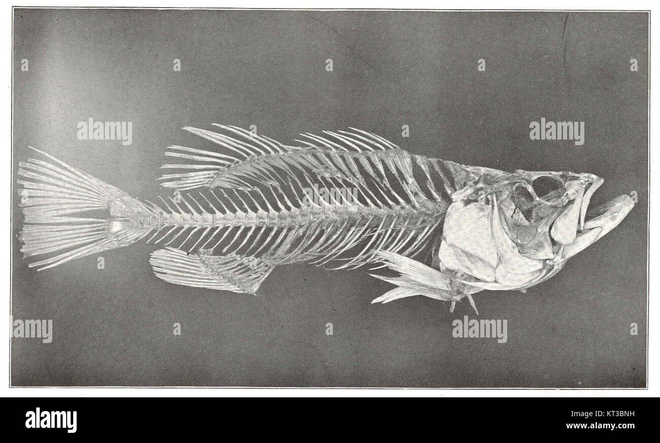 Una vista laterale destra dello scheletro completo di Micropterus dolamieu, comunemente noto come largemouth bass, evidenziando la struttura scheletrica e i dettagli anatomici della specie. Foto Stock