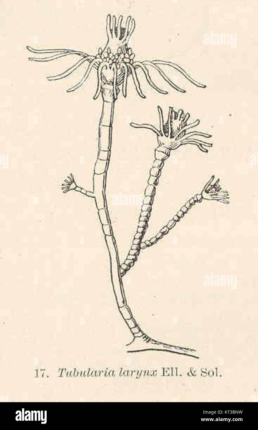 La Tubularia laringe Ell 26 Sol si riferisce a una specie di organismo marino, riconosciuto per la sua struttura biologica unica. Si tratta di un argomento importante per gli studi di biologia marina. Foto Stock