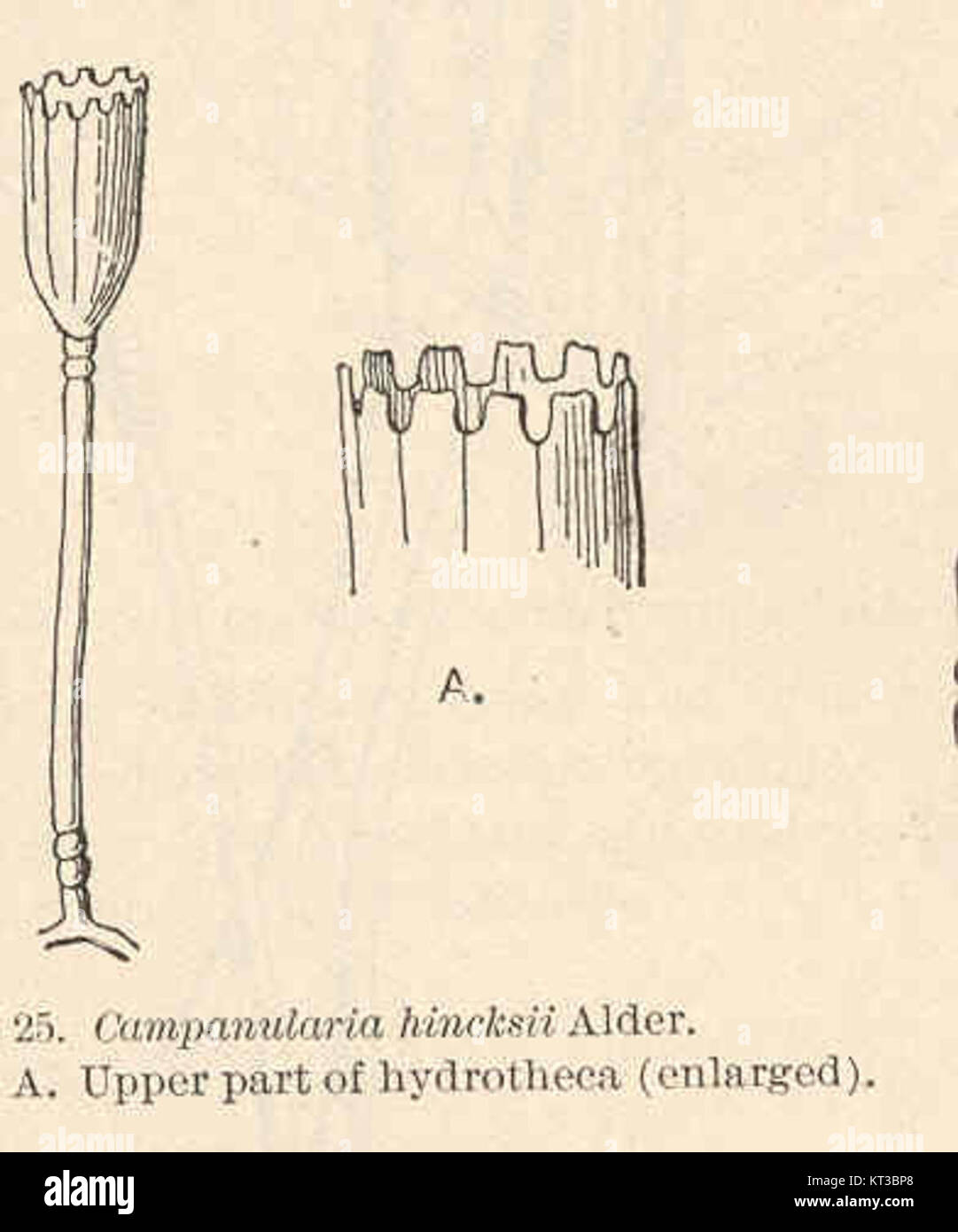 L'immagine raffigura la parte superiore dell'idroteca di *Campanularia hincksii*, una specie di idrozoo coloniale della famiglia Campanulariidae. Questo esemplare mostra la delicata struttura dell'idroteca, che funge da involucro protettivo per i polipi organismâ€™S. Foto Stock