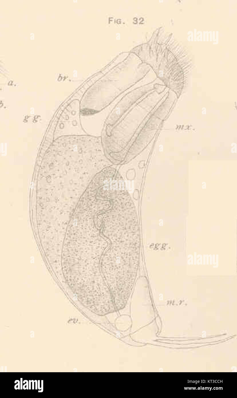 40972 Diurella brachyura Gosse si riferisce a una specie di organismo marino, forse studiato per il suo vacuolo contrattile, una struttura cellulare responsabile della regolazione dell'equilibrio idrico nelle cellule. Foto Stock