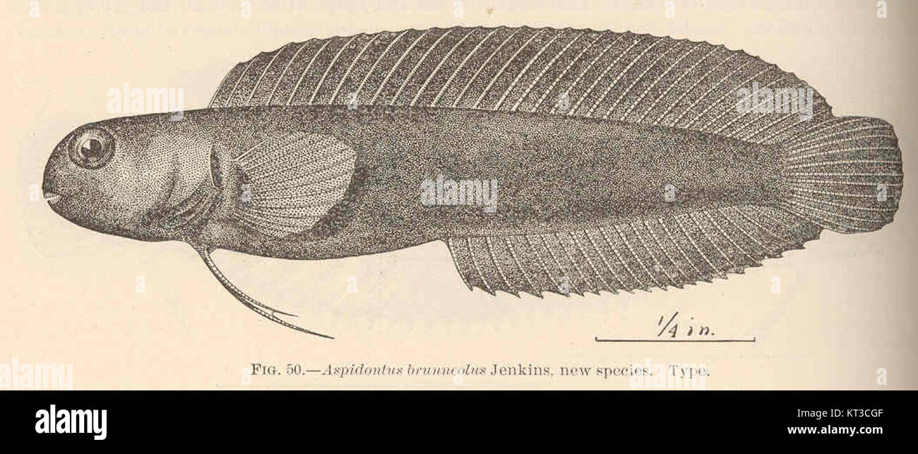Aspidontus brunneolus Jenkins è una specie di pesci recentemente identificata, caratterizzata dalle sue caratteristiche e dal suo comportamento distinti. È classificato nel genere Aspidontus ed è stato descritto come una nuova specie nella letteratura scientifica. Foto Stock