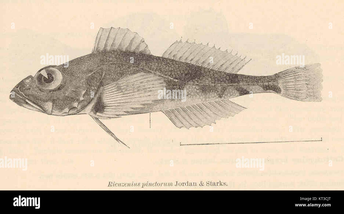 Il Ricuzenius pinetorum è una specie di pianta identificata da Jordan & Starks. Si tratta di un tipo di pianta di conifere originaria di alcune regioni, spesso studiata per la sua importanza ecologica e il suo ruolo nel suo habitat. Foto Stock