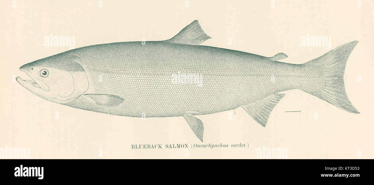 Il salmone Blueback del 41472 (Oncorhynchus nerka) è una specie di pesci originaria dell'Oceano Pacifico, nota per il suo significato nella pesca e negli ecosistemi, in particolare nelle acque del Nord America. Foto Stock