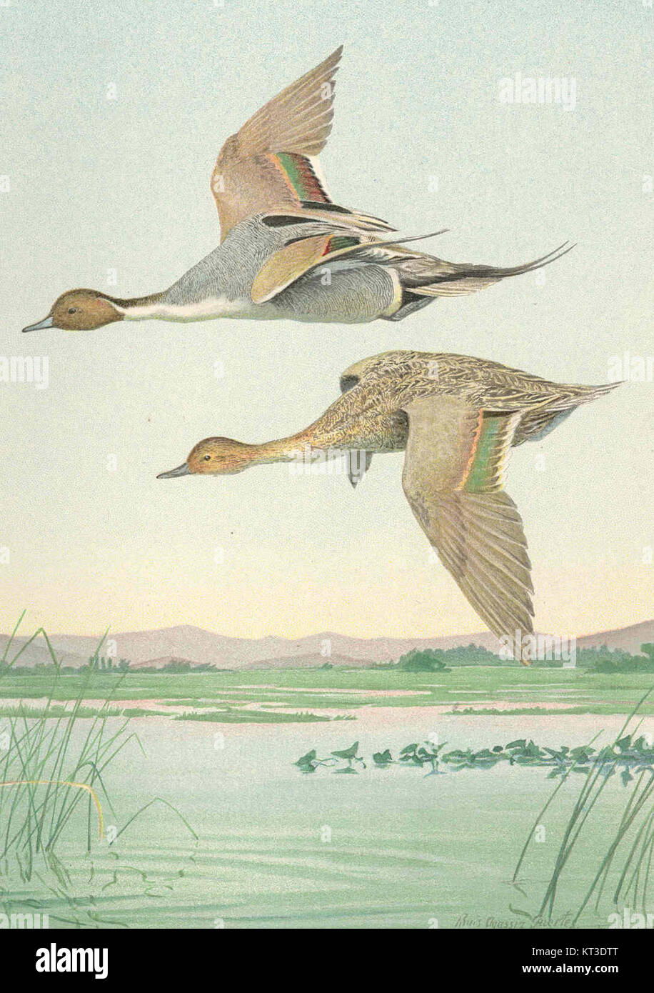 Questa illustrazione di un Pintail Duck, numerato 41927, mostra l'anatra maschile nella figura superiore e la femmina nella parte inferiore. L'immagine fornisce un confronto dettagliato delle caratteristiche fisiche distinte tra i due sessi della specie. Foto Stock