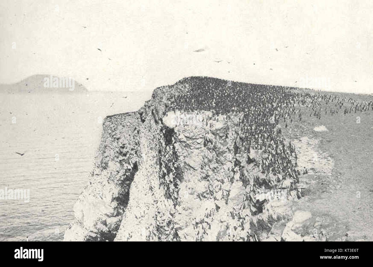 42122 piccolo gregge di cormorani sulla parte superiore dell'isola sud della Ballestas granati sono a malapena distinguibili sulle ali Foto Stock