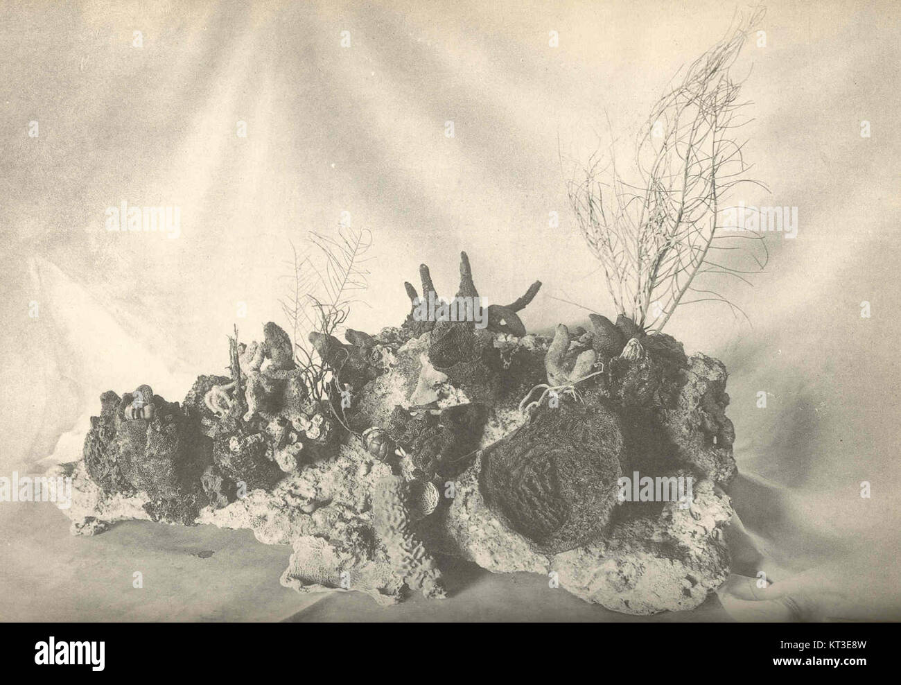 Questo esemplare di roccia proveniente dalle spugne di Anclote Key, Florida, contiene 13 specie di spugne, sia commerciali che non commerciali. Queste specie di spugne fanno parte della variegata vita marina della zona e contribuiscono all'ecosistema marino. Le spugne sono importanti per filtrare l'acqua e fornire habitat agli organismi marini. Foto Stock