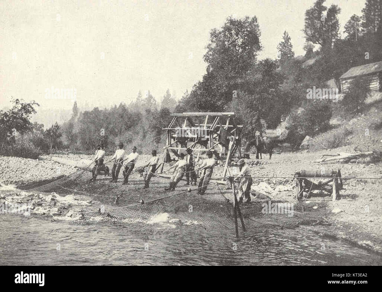 L'immagine mostra il salmone che viene sedato nel fiume McCloud, in California, alla stazione di Baird. L'uso del vapore per sostituire il salpanino a mano segna un progresso tecnologico nella pratica della cattura dei pesci riproduttori. Foto Stock