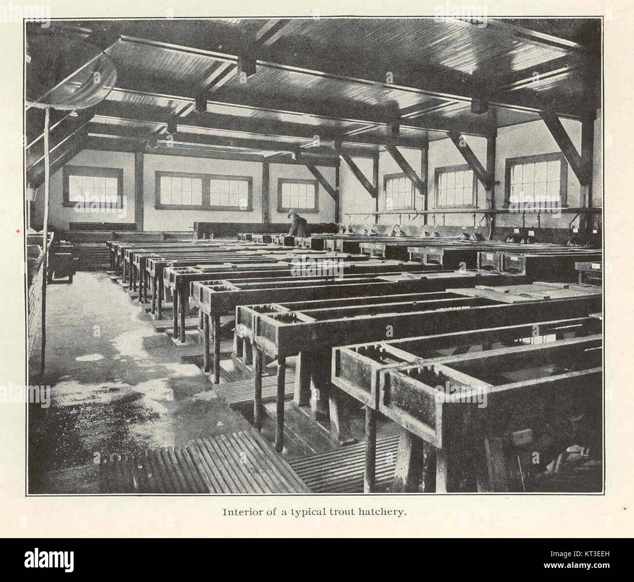 La fotografia 42341 mostra l'interno di un tipico vivaio di trote, evidenziando le vasche e le attrezzature utilizzate nei processi di allevamento e allevamento della trota. Foto Stock