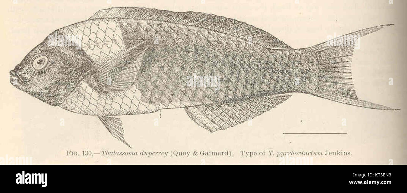 Thalassoma duperrey (Quoy & Gaimard) è una specie di wrasse che si trova nella regione Indo-Pacifico. È spesso identificato dai suoi colori vivaci ed è anche conosciuto come bluehead wrasse, distinto dal simile T. pyrrhovinctum per la sua colorazione unica. Foto Stock