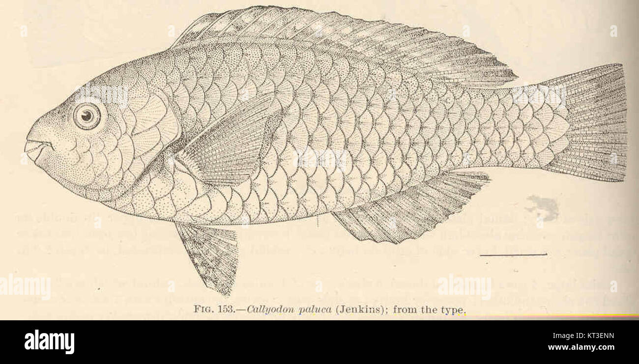 Callyodon paluca (Jenkins), una specie a cui si fa riferimento con il suo numero di identificazione 42513, è nota per le sue caratteristiche uniche e la classificazione biologica. Foto Stock