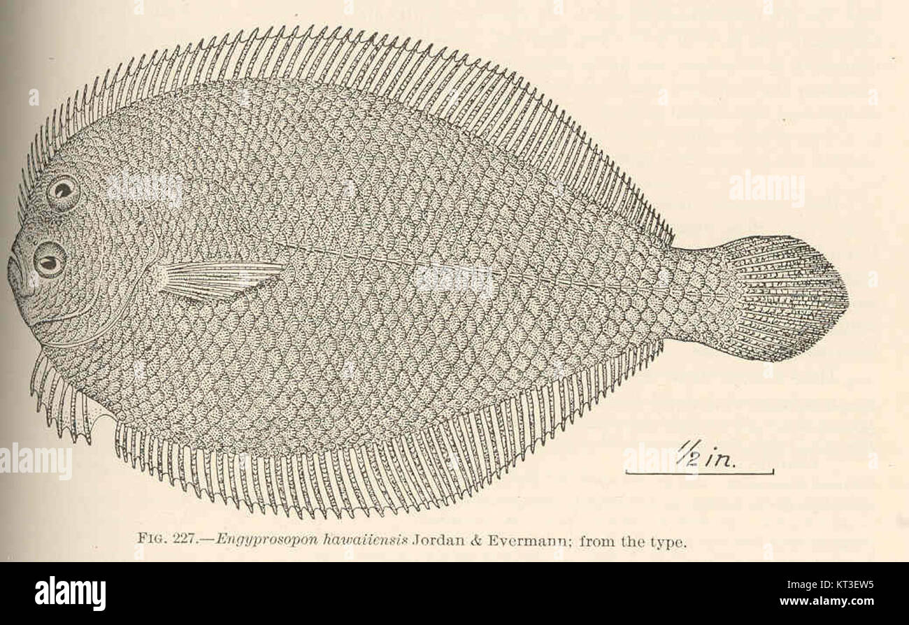 Immagine dell'esemplare olotipo FMIB 42590 di Engyprosopon hawaiiensis, una specie di passera pianuzza dell'occhio sinistro descritta da Jordan e Evermann nel 1903. Foto Stock
