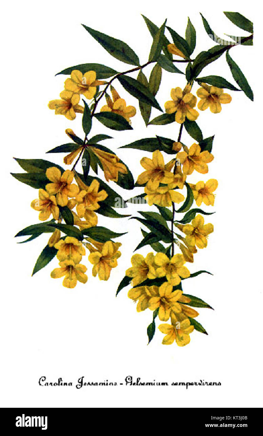 L'illustrazione di Gelsemium sempervirens, o Jessamine gialla, di Mary Vaux Walcott, cattura la delicata bellezza di questa pianta fiorita. Conosciuta per i suoi vibranti fiori gialli, è originaria del sud-est degli Stati Uniti. Foto Stock