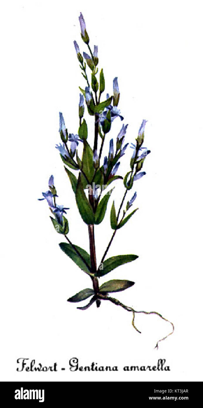 La Gentianella amarella, conosciuta come genziana autunnale, è una pianta perenne originaria del Nord America. Questa illustrazione di Mary Vaux Walcott mette in evidenza i suoi distinti fiori blu e la loro importanza per la flora locale. Foto Stock