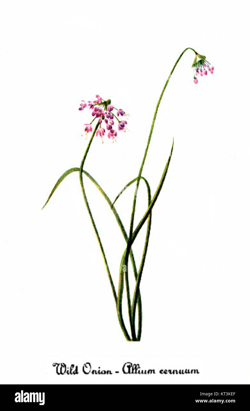 Allium cernuum, noto anche come cipolla che annuisce, è raffigurato in un'illustrazione botanica di Mary Vaux Walcott. Questa specie di piante è originaria del Nord America ed è conosciuta per i suoi caratteristici fiori a forma di campana e l'aspetto elegante. Foto Stock