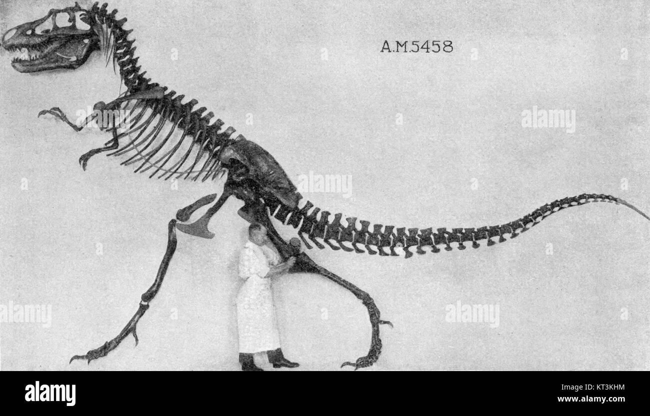 Gorgosaurus è un genere estinto di dinosauro teropode correlato al Tyrannosaurus rex. Visse durante il Cretaceo superiore ed è conosciuta per la sua natura predatoria. Foto Stock