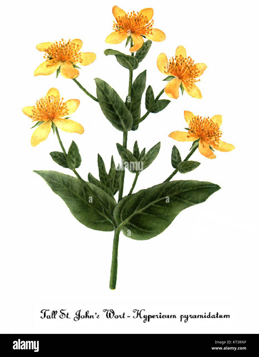 Questa illustrazione di *Hypericum ascyron*, nota anche come la grande erba di San Giovanni, è stata creata da Mary Vaux Walcott. Raffigura la pianta in grande dettaglio, mostrando i suoi fiori e le sue foglie distintive. Il lavoro botanico di Walcott è noto per la sua accuratezza scientifica e la sua abilità artistica. Foto Stock
