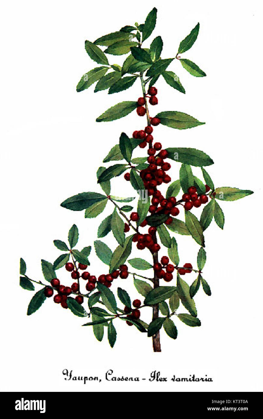 Ilex vomitoria, comunemente noto come Yaupon Holly, è raffigurato in questa illustrazione botanica da Mary Vaux Walcott. La pianta è originaria degli Stati Uniti sud-orientali ed è nota per i suoi usi medicinali e ornamentali. Foto Stock