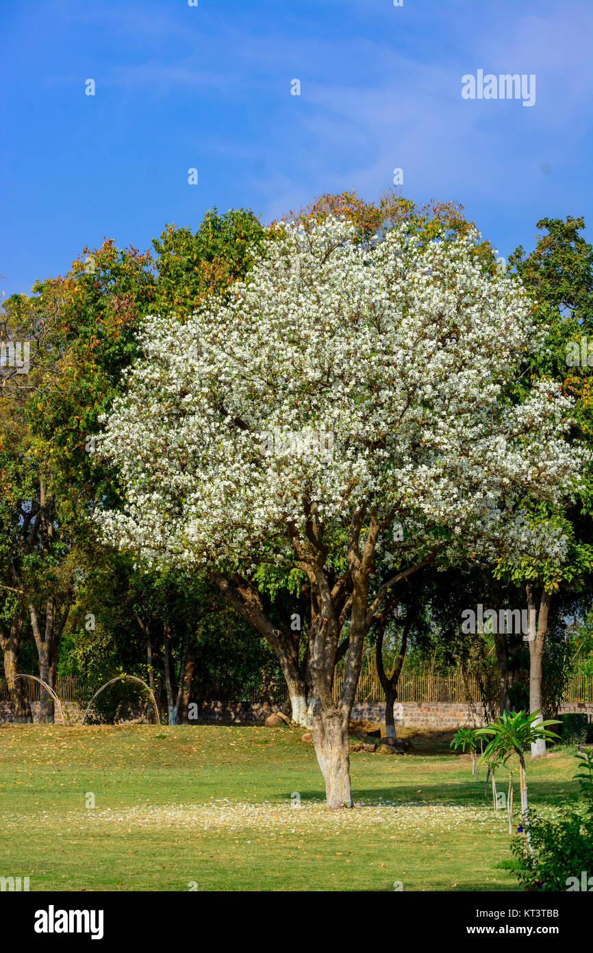 Bianco struttura Bouganville con cielo blu sullo sfondo Foto Stock