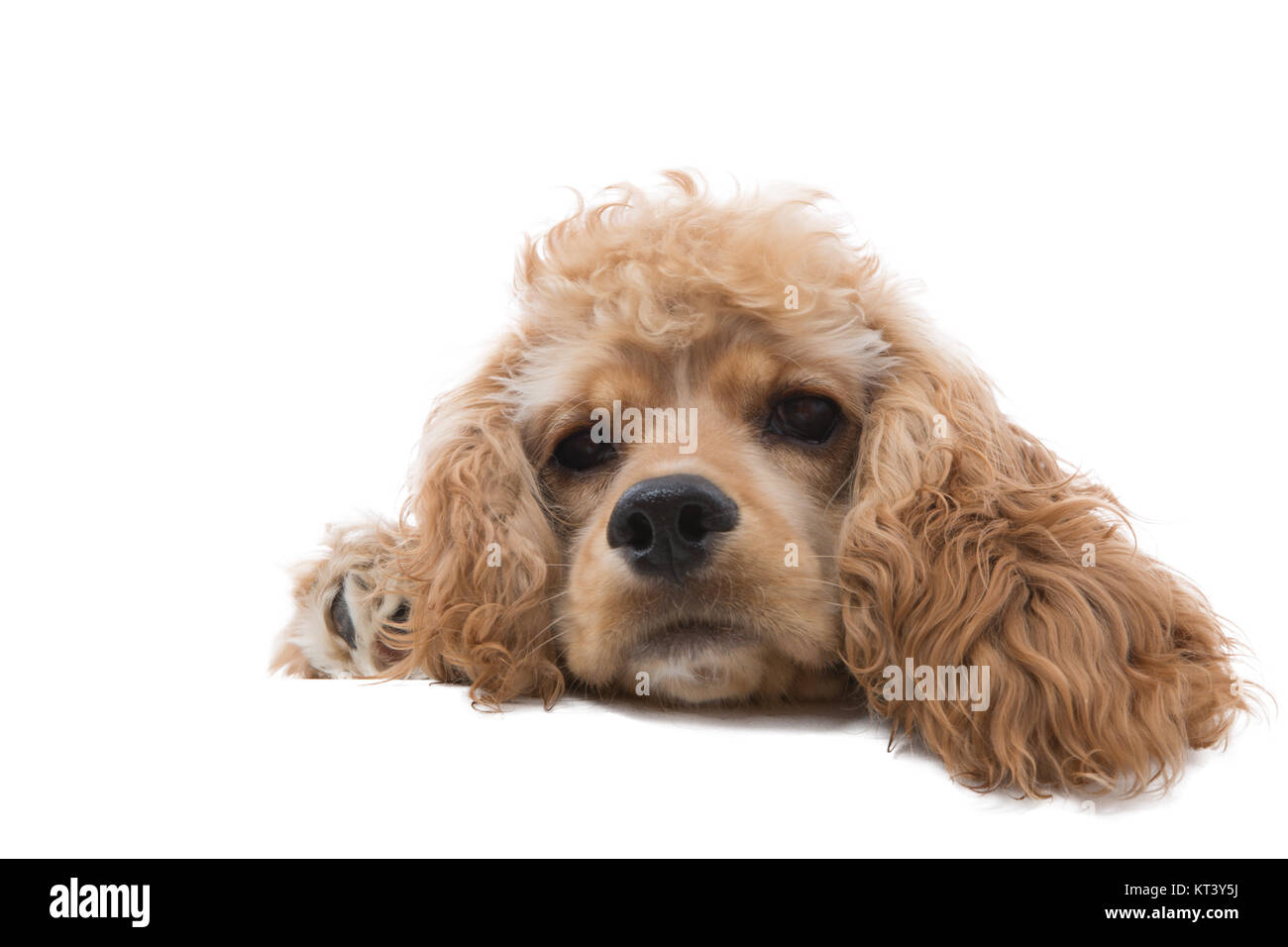 Close-up studio shot della testa di un simpatico golden cocker spaniel cane fantasticando distesi contro uno sfondo bianco per lo spazio di copia Foto Stock