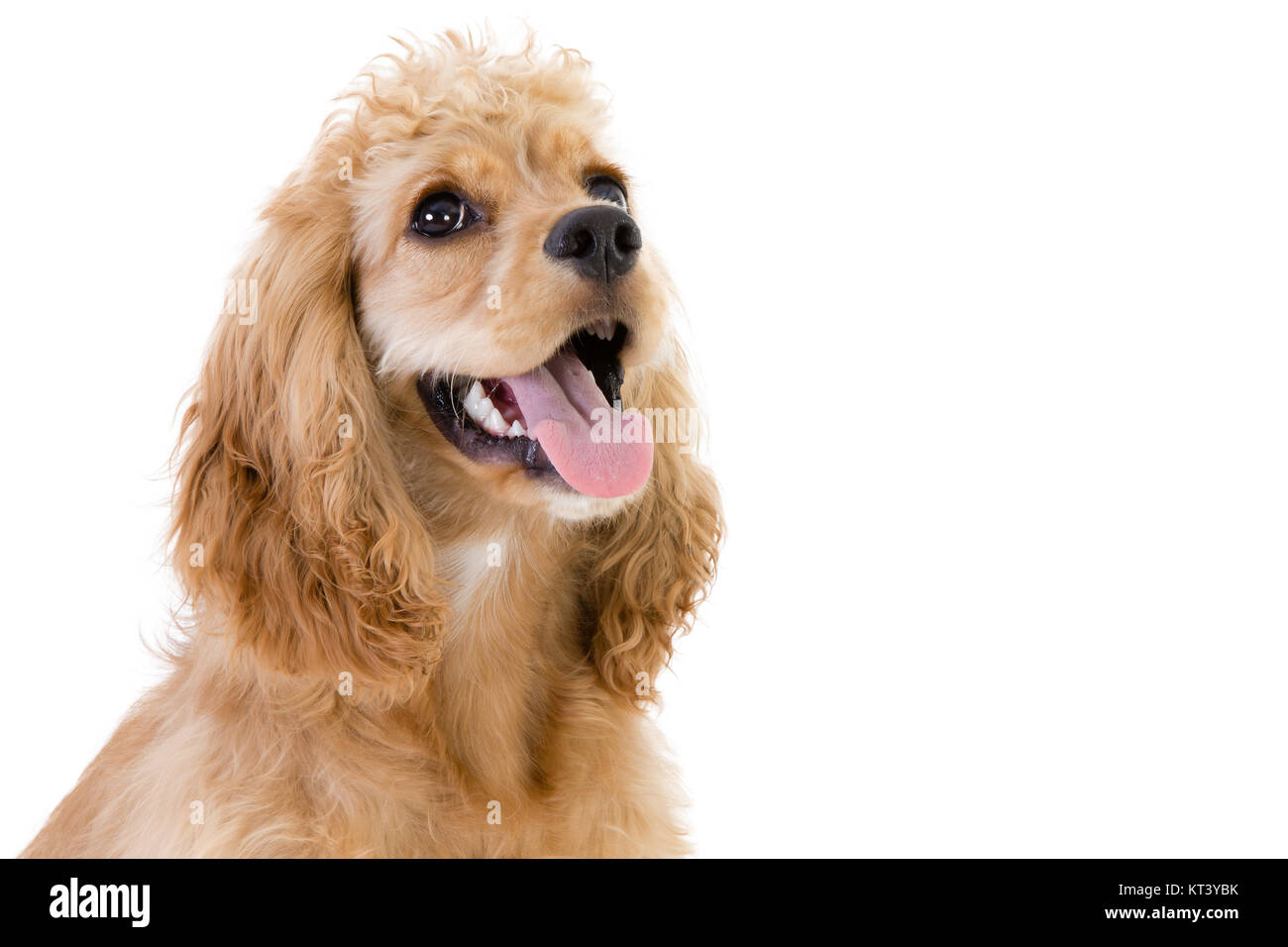 Close-up studio shot di un simpatico golden cocker spaniel cane cercando contro uno sfondo bianco con spazio di copia Foto Stock