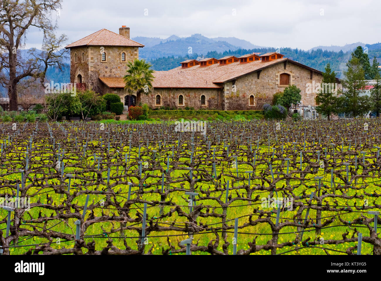 Azienda vinicola nella Napa Valley Foto Stock