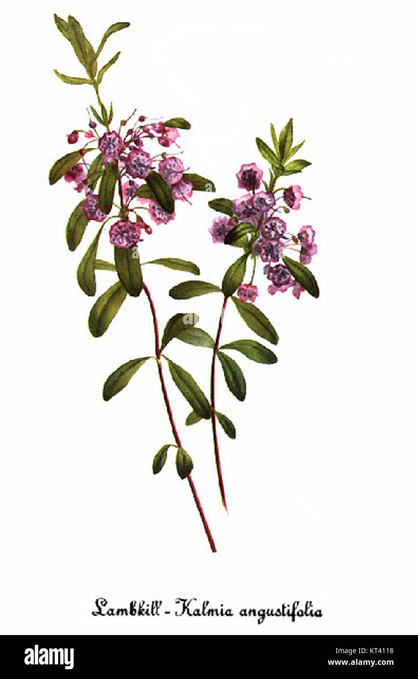 Il Kalmia angustifolium, noto anche come l'alloro di pecora, è una pianta in fiore raffigurata da Mary Vaux Walcott, che mostra le sue caratteristiche botaniche e la sua bellezza naturale. Foto Stock