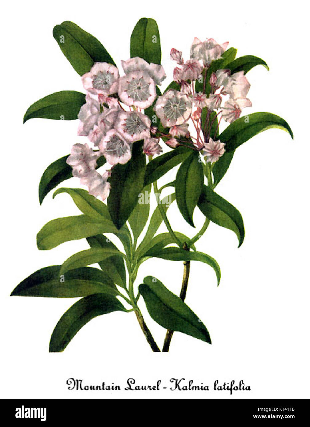 Questa illustrazione botanica di Mary Vaux Walcott mostra Kalmia latifolia, comunemente nota come alloro di montagna, enfatizzando i suoi intricati dettagli floreali. Foto Stock