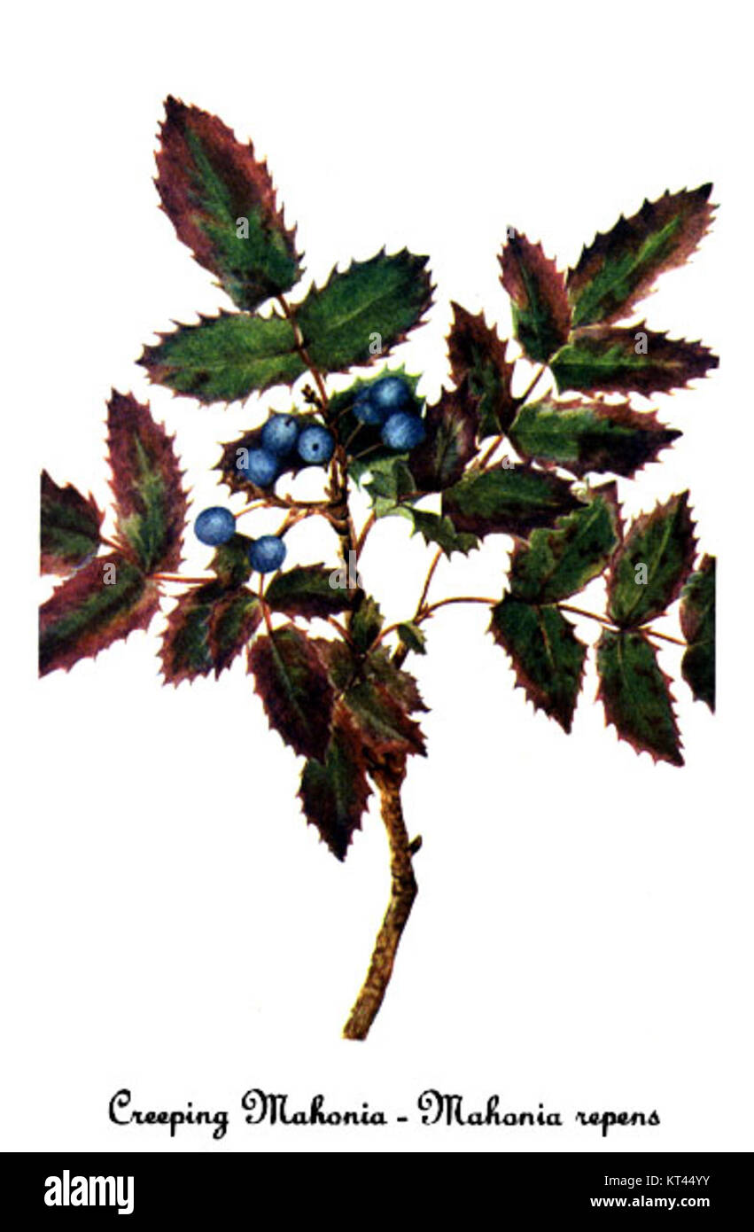 Mahonia repens-2 da Maria Vaux Walcott Foto Stock