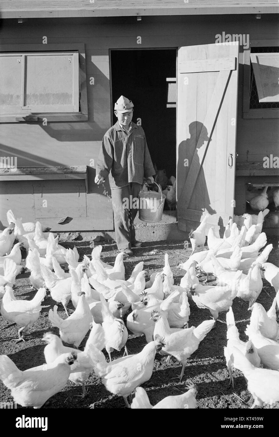 Una fotografia della fattoria di polli Manzanar, scattata da Mori Nakashima, che documenta la vita quotidiana e le attività agricole del Manzanar War Relocation Center durante la seconda guerra mondiale Foto Stock