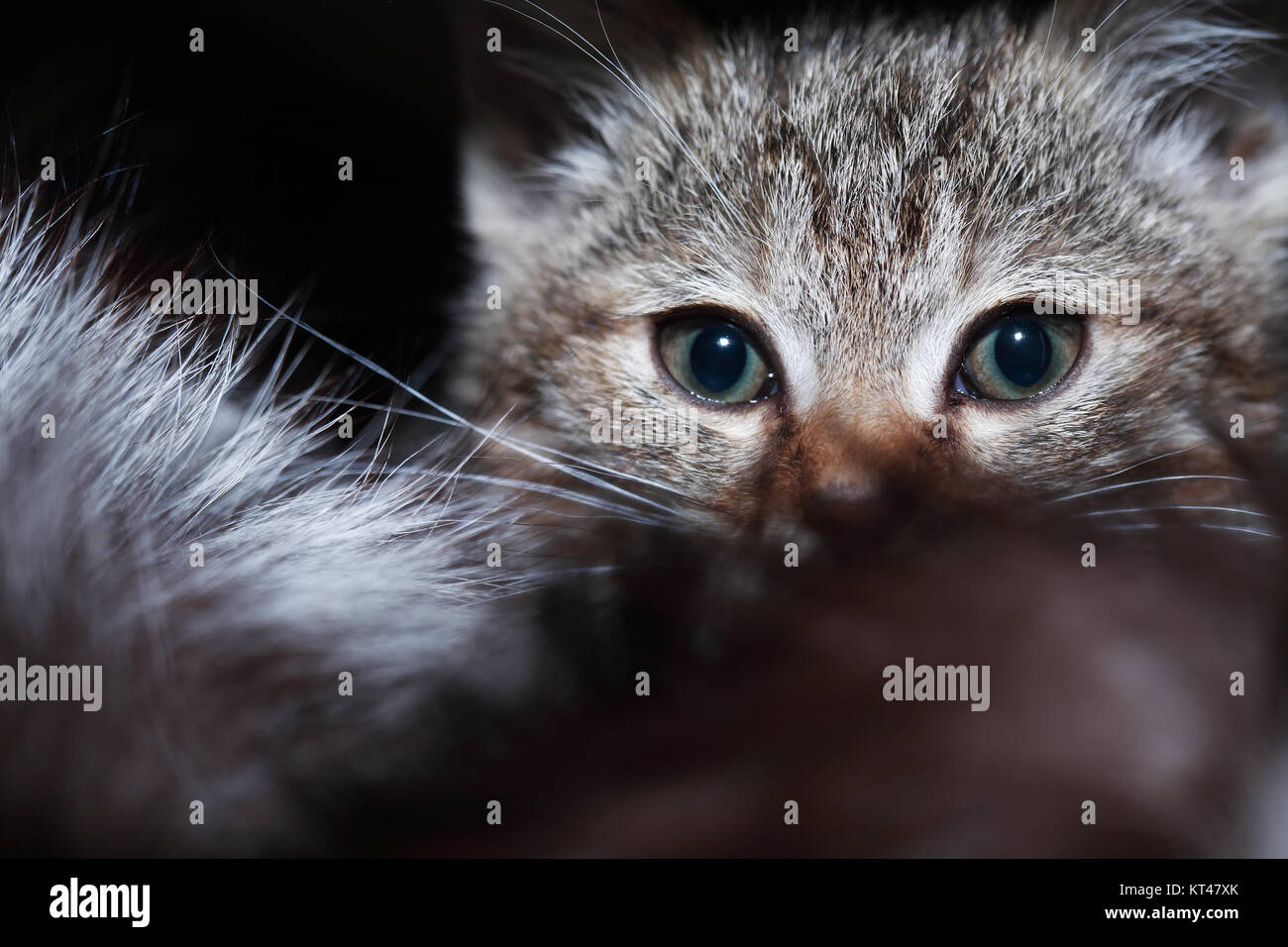 Kitty ritratto. Primo piano di Nizza piccolo grigio kitty face Foto Stock