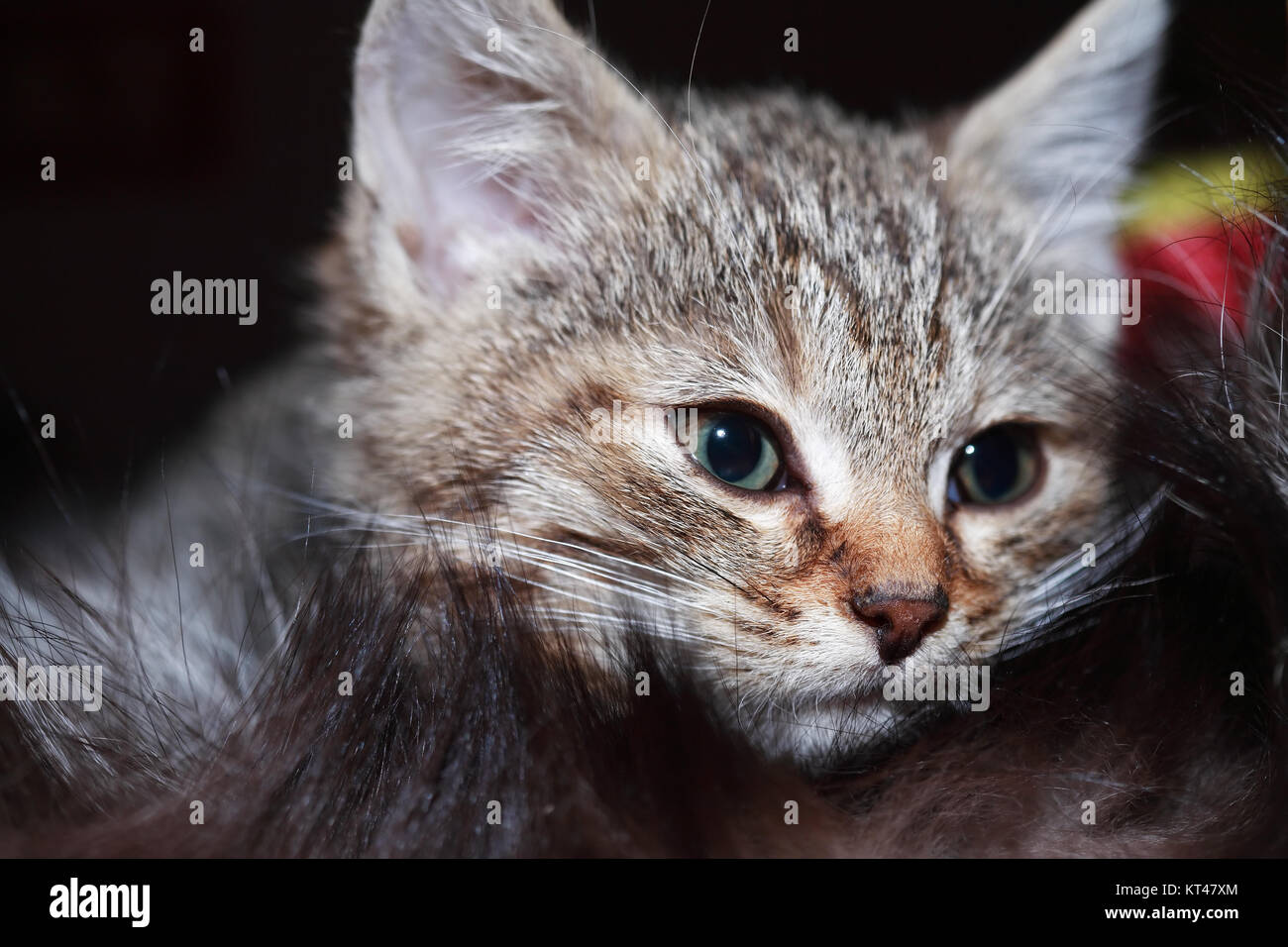Kitty ritratto. Primo piano di Nizza piccolo grigio kitty face Foto Stock