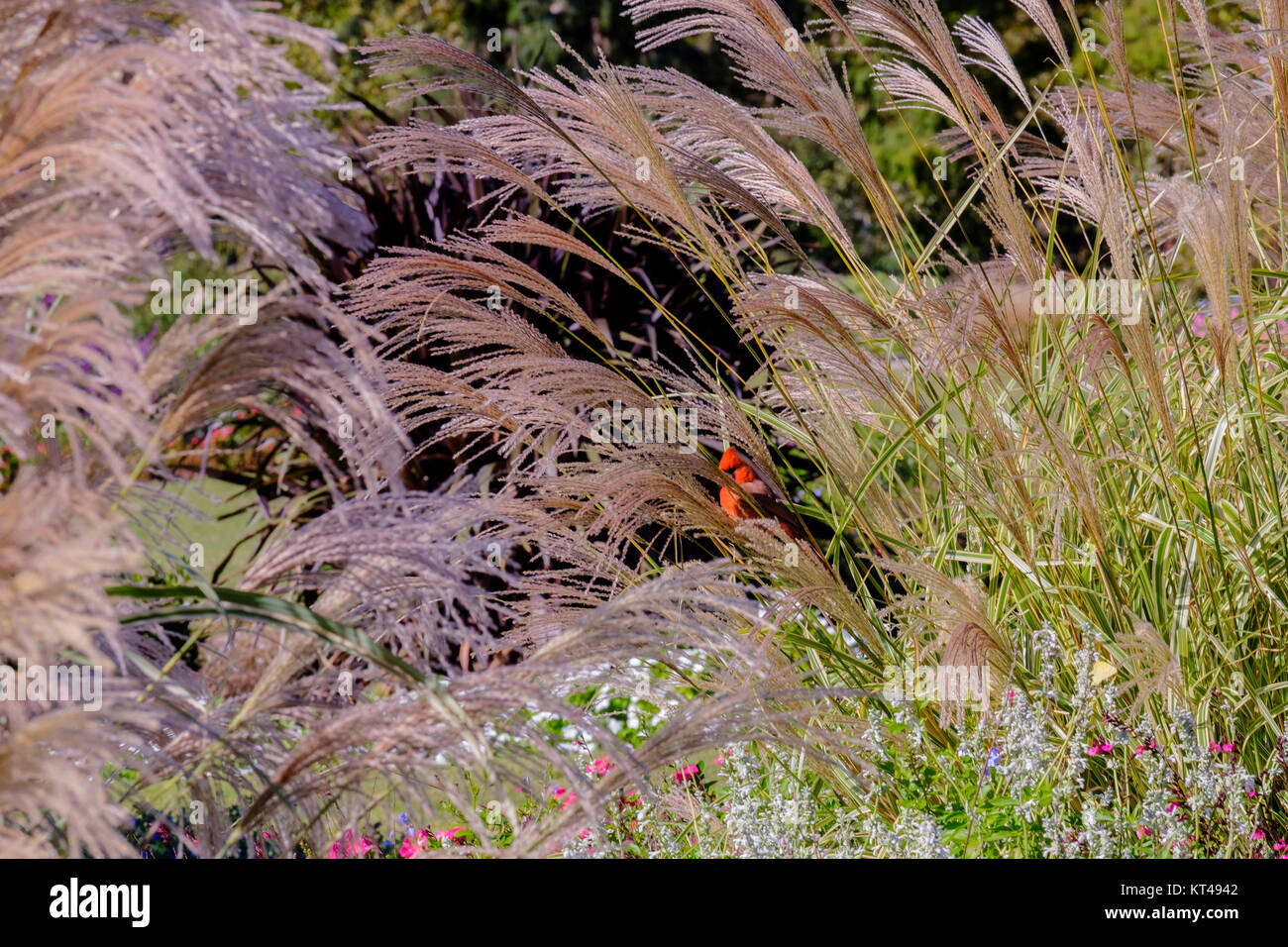 Miscanthus sinensis " Flamingo' erba decorativi,foglie variegato con fogliame Cardinalis cadinalis bird si appollaia. Oklahoma City, Oklahoma, Stati Uniti d'America. Foto Stock