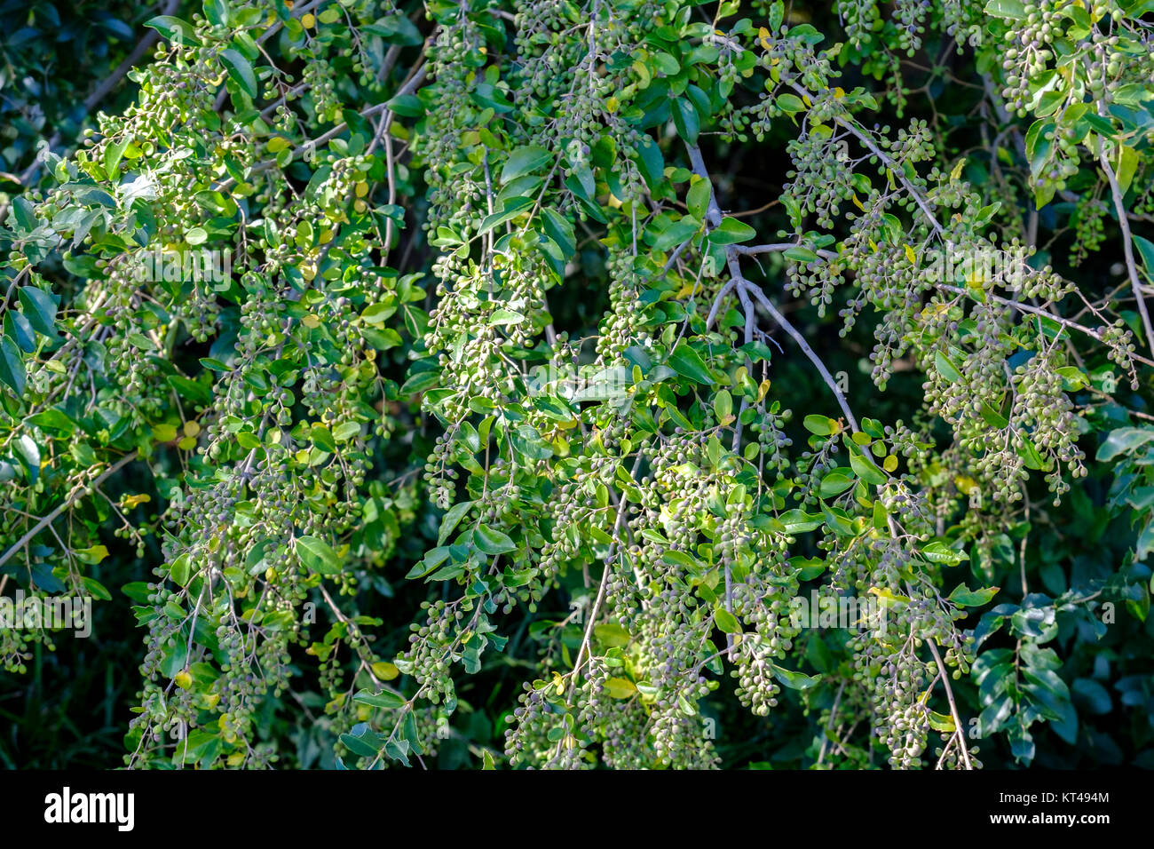 Ligustrum sinese, piccola foglia ligustro con acini acerbi sganciato e permesso di crescere deselezionato. Ligustro cinese. Oklahoma City, Oklahoma, Stati Uniti d'America. Foto Stock