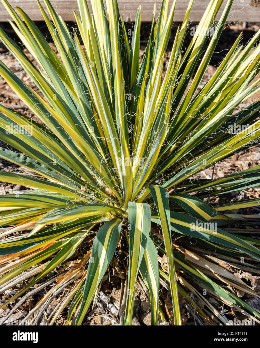 Yucca filamentosa, 'Colore guardia' dopo un blocco con fioriture di andata. Oklahoma City, Oklahoma, Stati Uniti d'America. Foto Stock