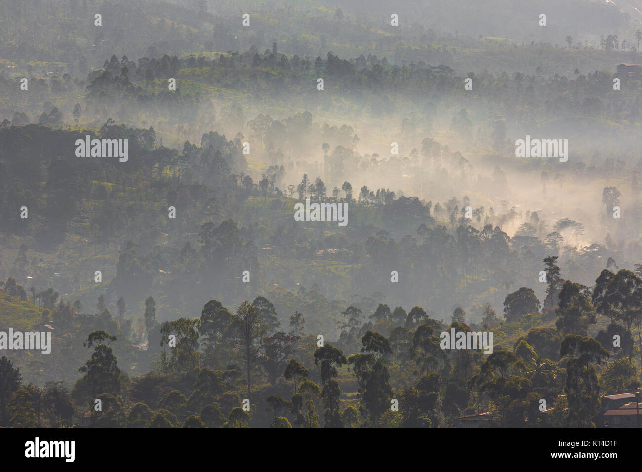 Valle di mattina con le piantagioni di tè riempita con la nebbia in highland area di Sri Lanka Foto Stock