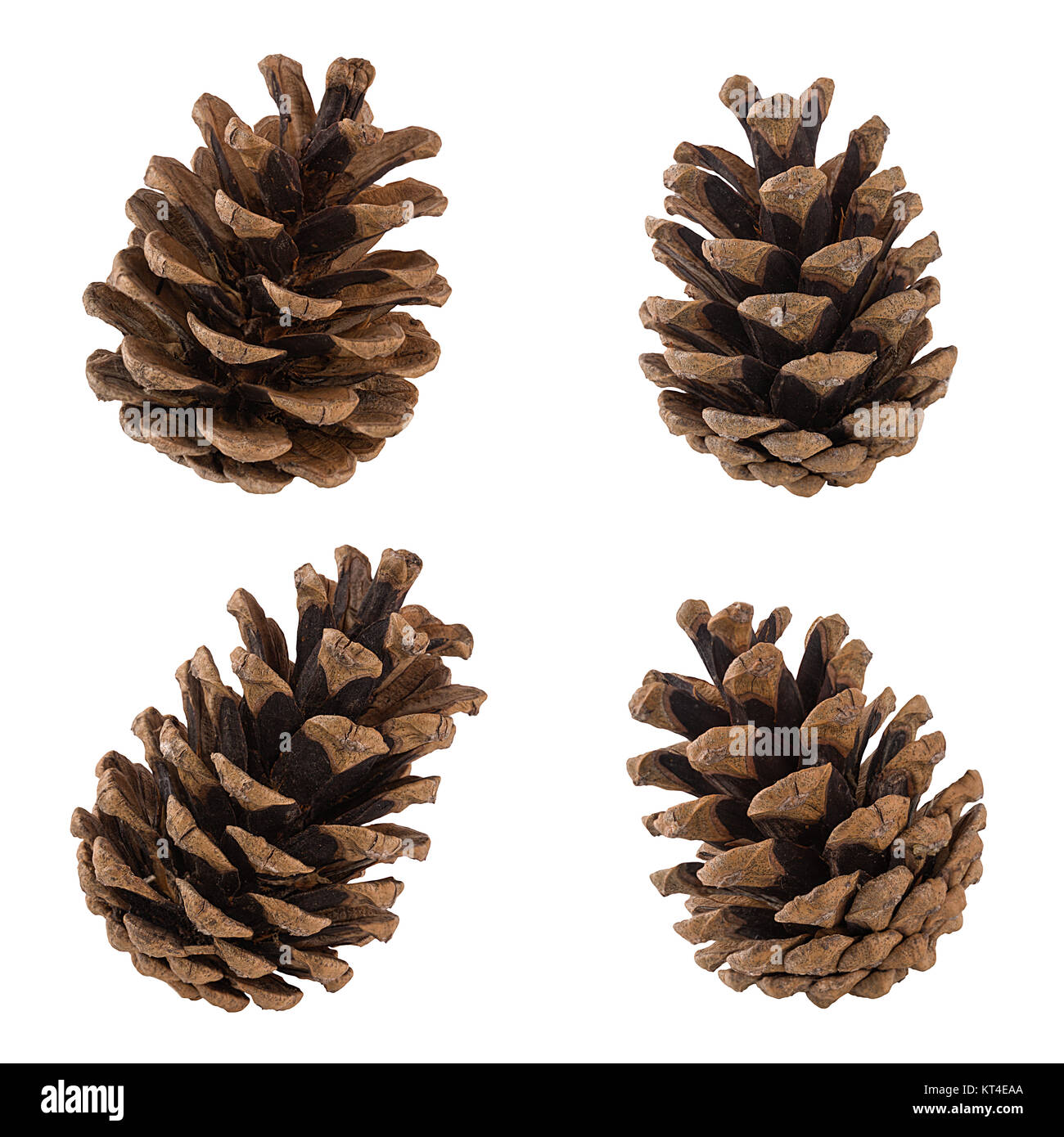 Serie di coni di alberi di conifere Foto Stock