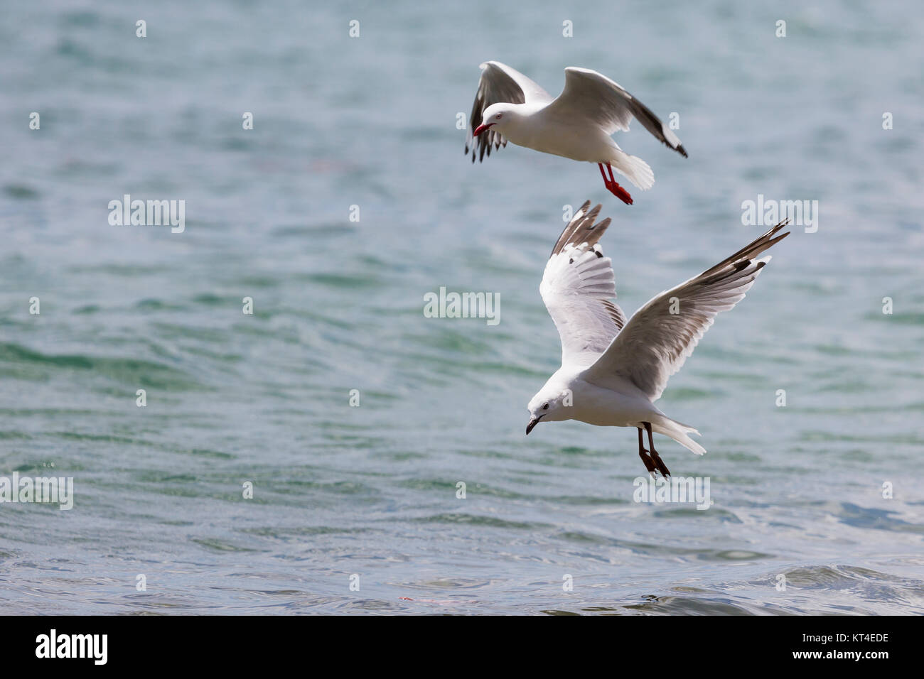 Sea Gull in Nuova Zelanda costa. Foto Stock