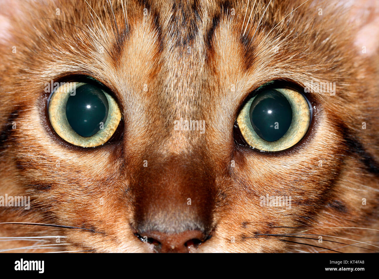 Gatto bengala aprire grandi occhi verdi animale domestico pet Foto Stock