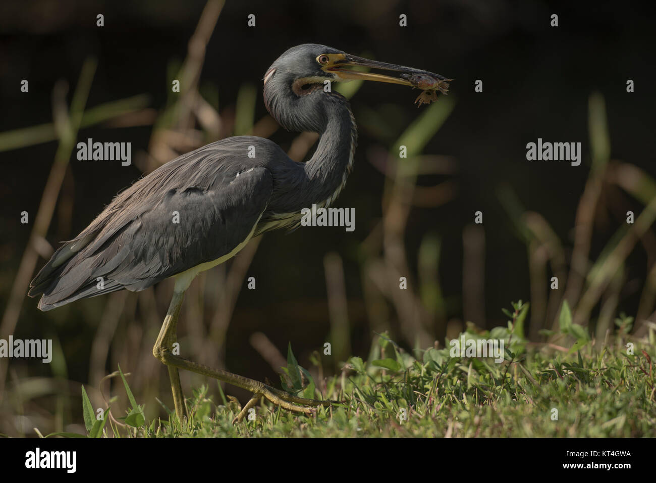 Louisiana Heron, Tricolore Heron (Egretta tricolore) Foto Stock