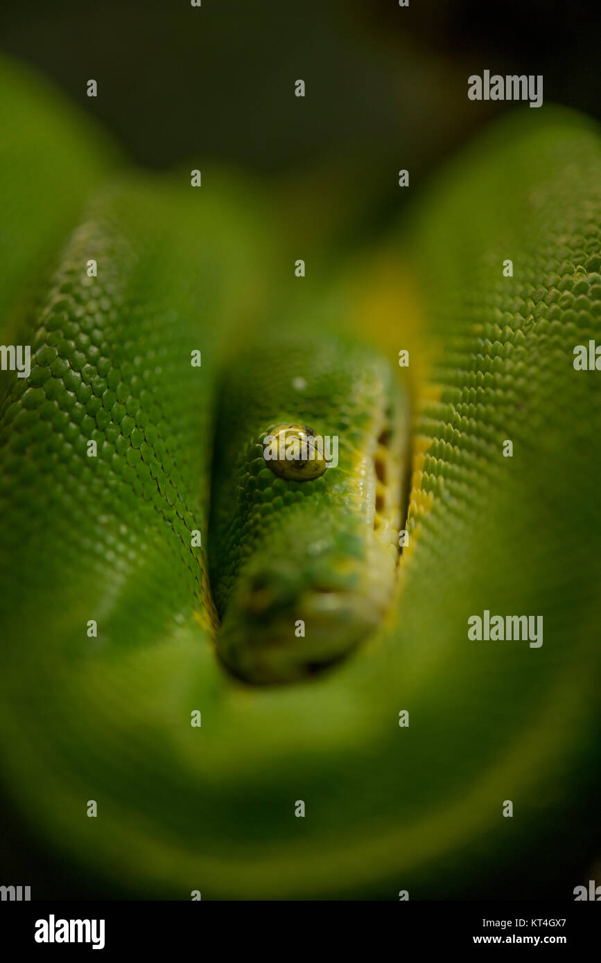 Emerald Tree Boa Corallus caninus Foto Stock