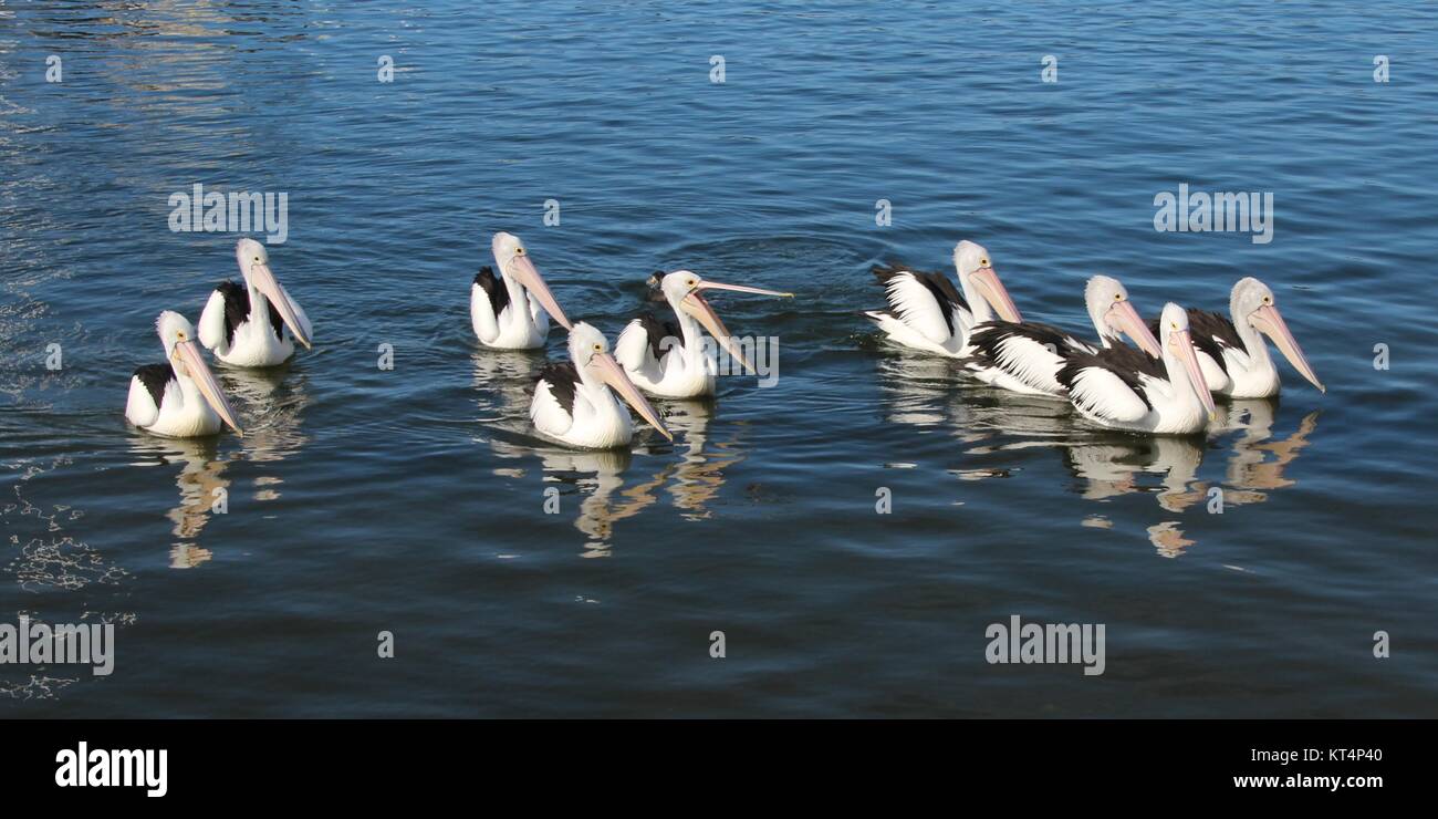 Un gruppo di nuoto di pellicani Foto Stock