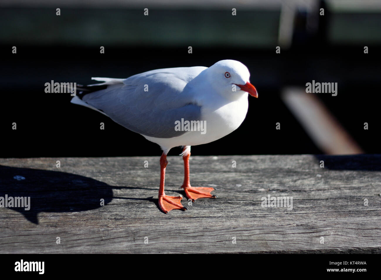 Un gabbiano solitario in piedi su un grigio dock in legno Foto Stock