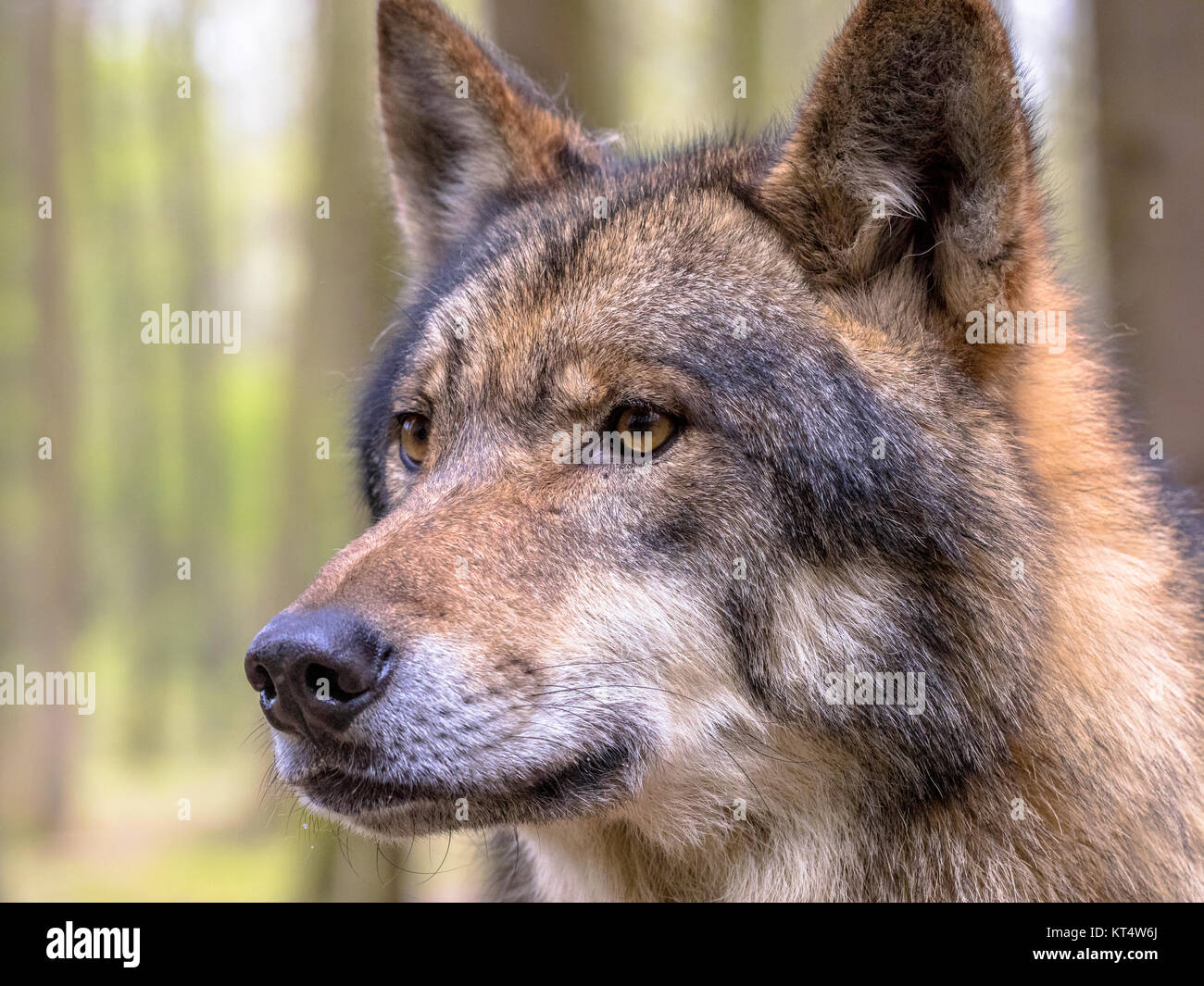 Unione Lupo (Canis lupus) closeup ritratto nella foresta naturale habitat cercando di lato Foto Stock